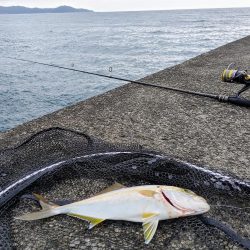 ネイリとカマス