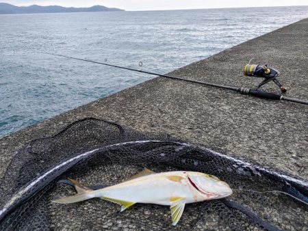 ネイリとカマス