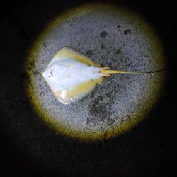 40日ぶりに魚を釣りました