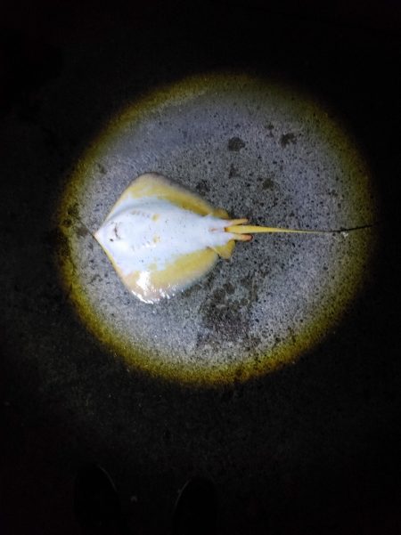 40日ぶりに魚を釣りました