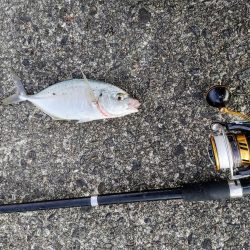仕事帰りにシマアジ釣り