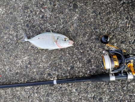 仕事帰りにシマアジ釣り