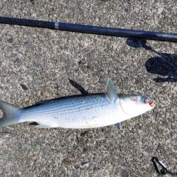 シマアジ釣りたいのに大ボラが。