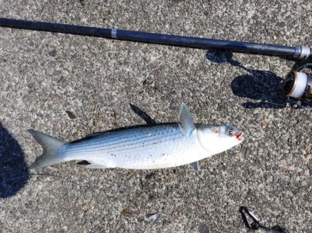 シマアジ釣りたいのに大ボラが。