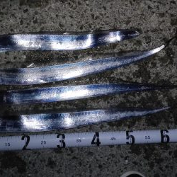 淡路島 釣り旅行