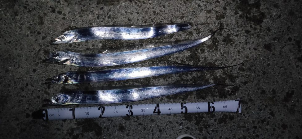 淡路島 釣り旅行