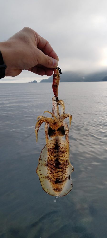 マイボートエギング