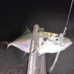 アジとイカ探して