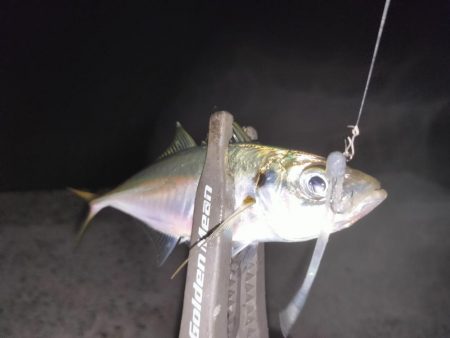 アジとイカ探して