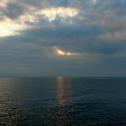 アジとママカリ