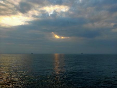 アジとママカリ