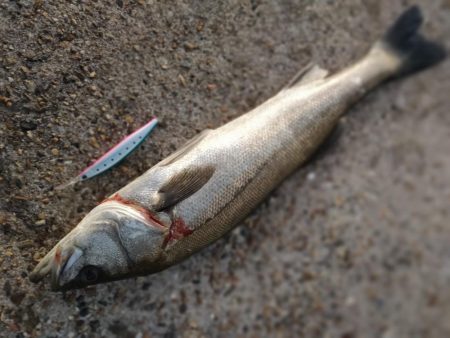 ショアジギング