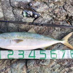 ブリ、アジ、カマス