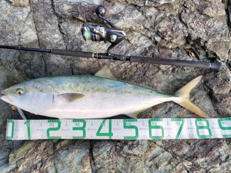 ブリ、アジ、カマス