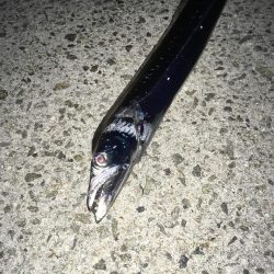 安定のアノ魚が！