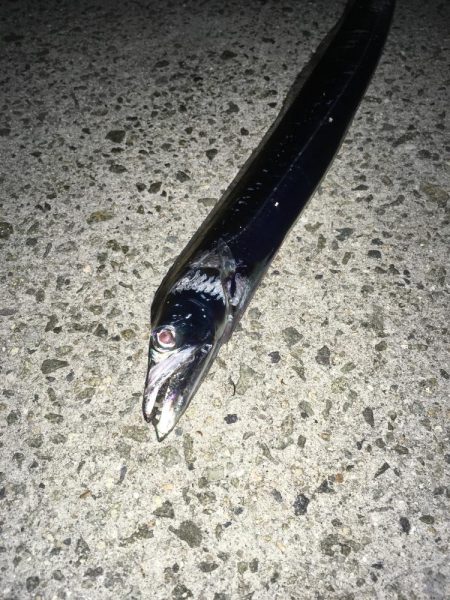 安定のアノ魚が！