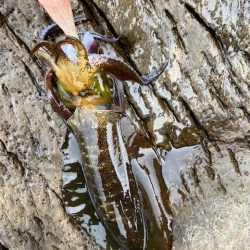 今回も青物狙いでしたが