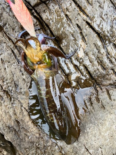 今回も青物狙いでしたが