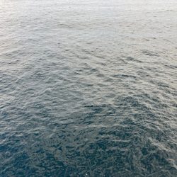 久しぶりに青物が釣れましたが