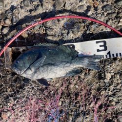 良型秋グレにシオ