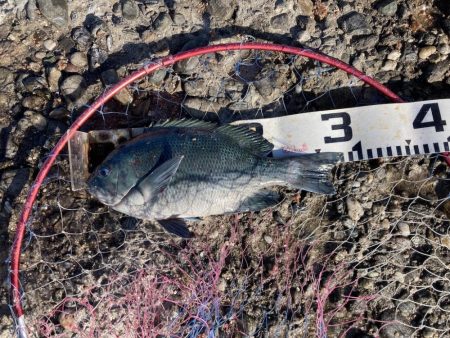 良型秋グレにシオ