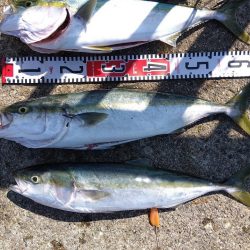 メジロ・メジロ・メジロ・サバサバサバ・アオリイカ