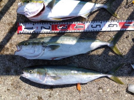 メジロ・メジロ・メジロ・サバサバサバ・アオリイカ