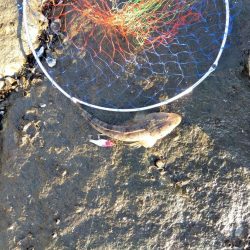 10月初物、嬉しい1匹