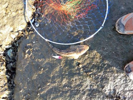 10月初物、嬉しい1匹