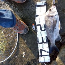 今日も釣れて一安心