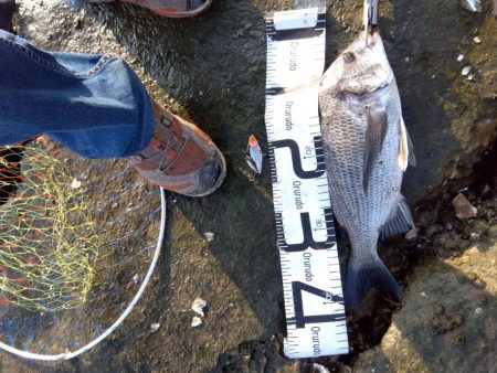 今日も釣れて一安心