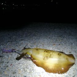 明石イカ釣り