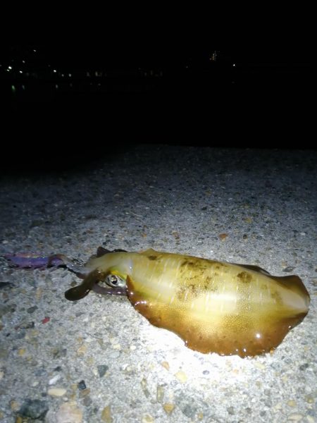 明石イカ釣り