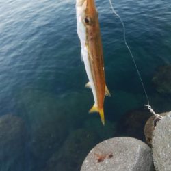 アオリイカ1杯!カマス11匹!小アジ1匹!