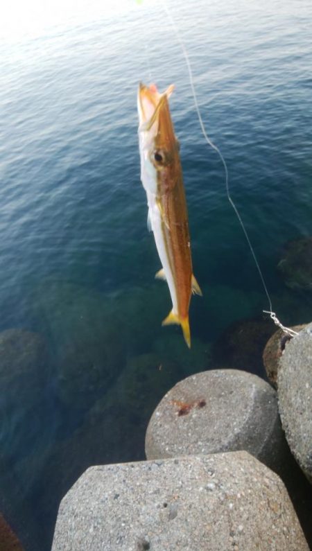 アオリイカ1杯!カマス11匹!小アジ1匹!