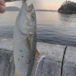 ヒラメ、カンパチ、ブリ！！