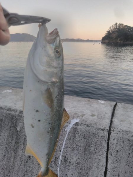 ヒラメ、カンパチ、ブリ！！