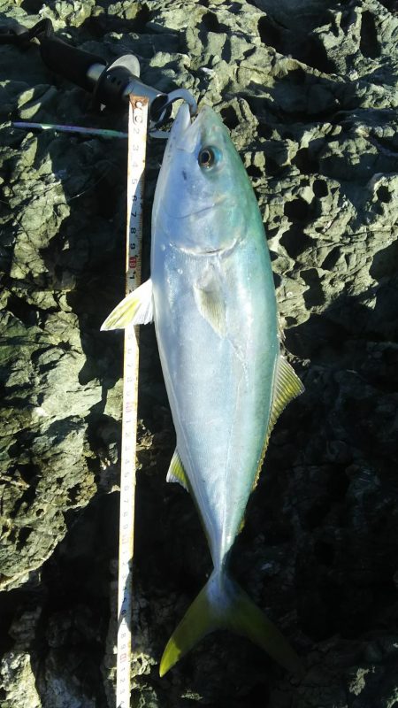 秋の青物狙いpart 2