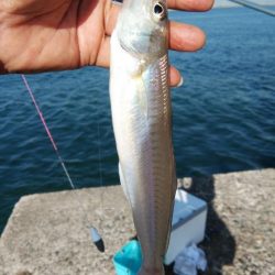 良型キスが釣れました