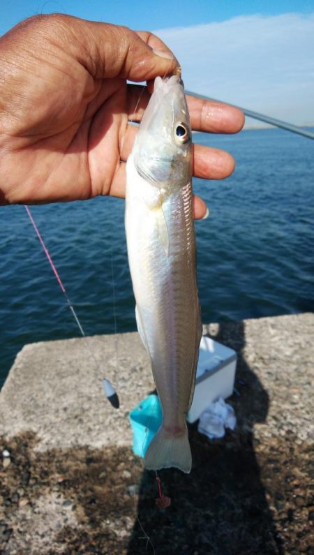 良型キスが釣れました