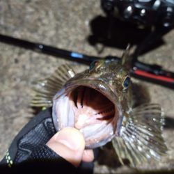 2022/10/05 南港ライトゲーム釣行