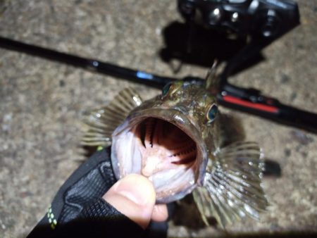 2022/10/05 南港ライトゲーム釣行