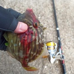 2022/10/08 須磨ライトゲーム釣行