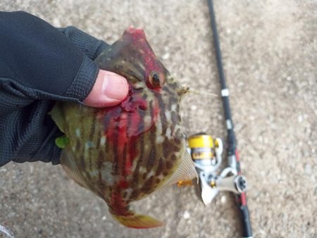 2022/10/08 須磨ライトゲーム釣行