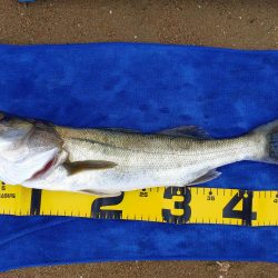 シーバスとアジとセイゴ