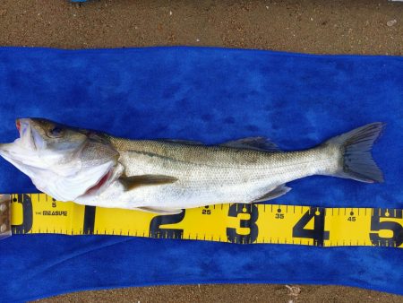 シーバスとアジとセイゴ