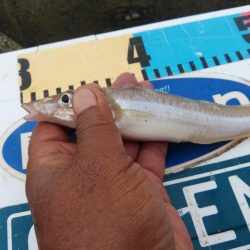 東二見西水路のキス釣査