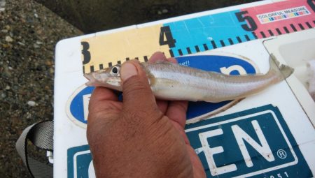 東二見西水路のキス釣査