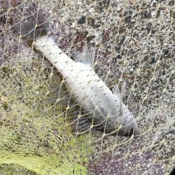 久々のアジとまたセイゴ