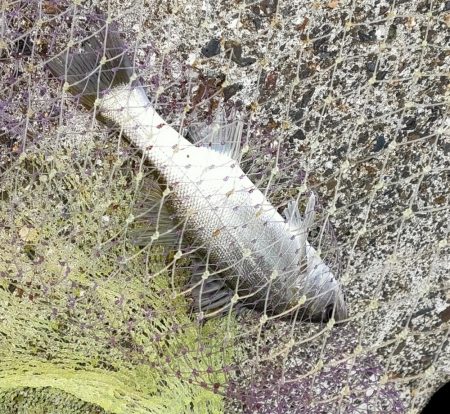 久々のアジとまたセイゴ